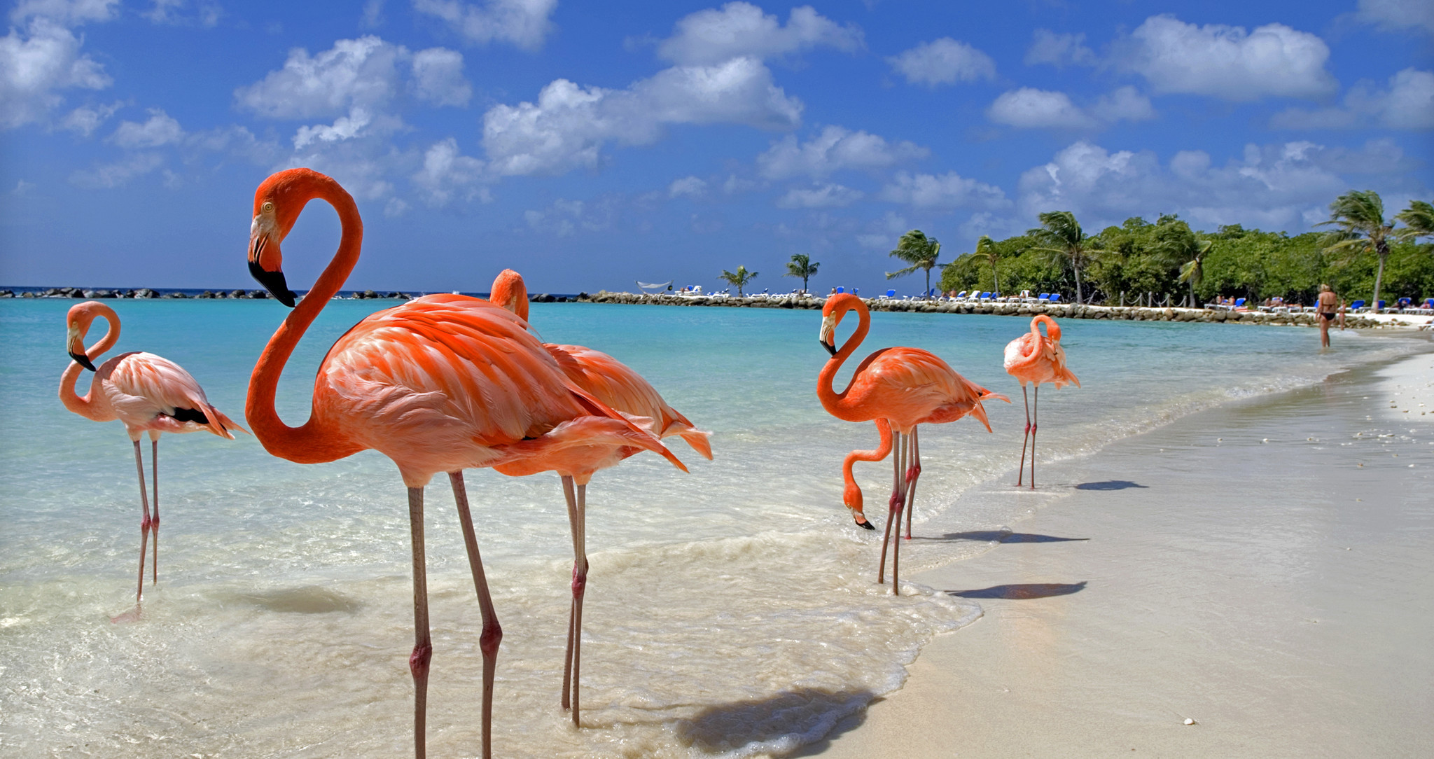 Aruba Curacao flamingi